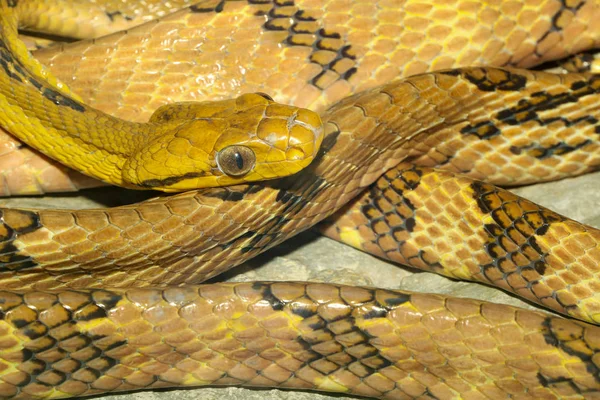 Close up dog tooth cat eye snake in thailand
