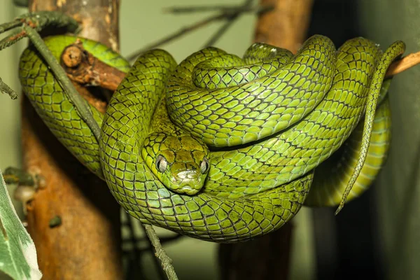 Zblízka zelená kočka oko had na stromě v Thajsku — Stock fotografie