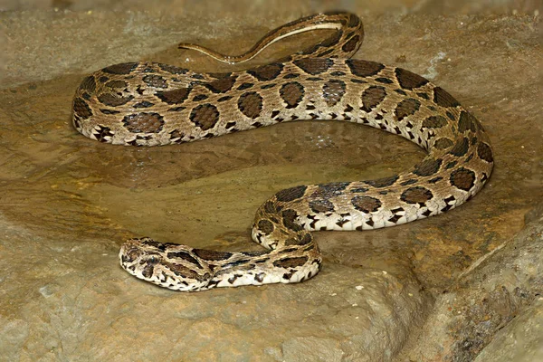 Russell's viper snake in the canal — Stock Photo, Image