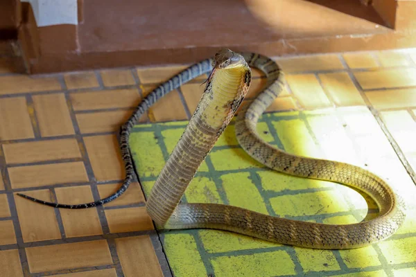 Close up re cobra sul pavimento è pericoloso serpente in Thailandia — Foto Stock