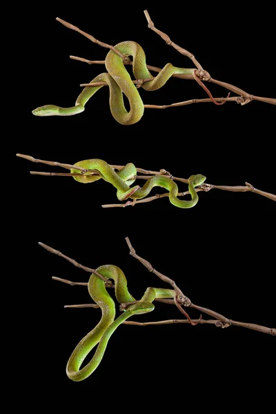 Zestaw zielony pit żmija wąż na bambus kij na czarne tło ha — Zdjęcie stockowe