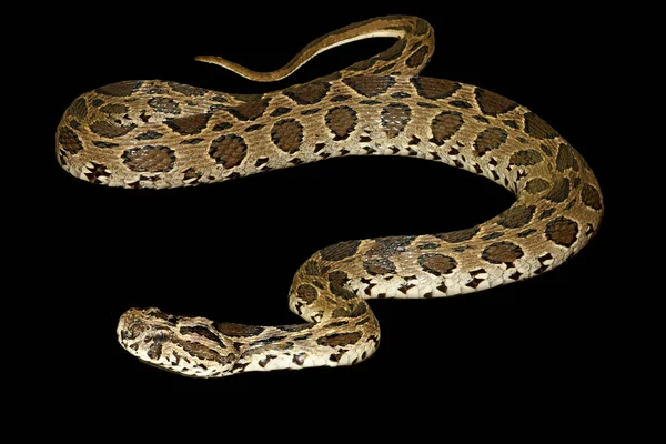Russel 's Viper Snake na czarnym tle mają ścieżkę — Zdjęcie stockowe