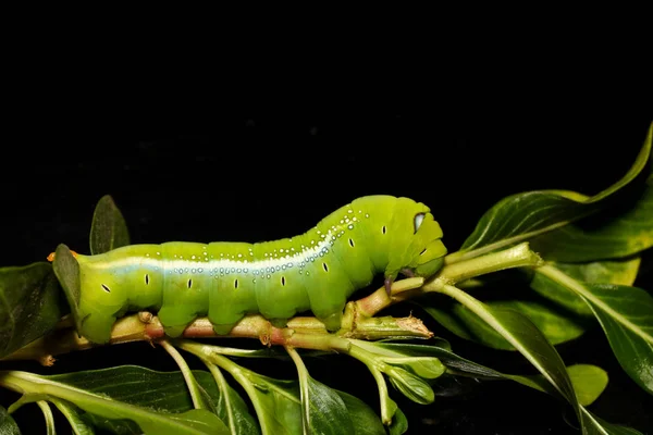 ปิดหนอนสีเขียวหรือหนอน Daphnis neri บนต้นไม้ติดใน Na — ภาพถ่ายสต็อก