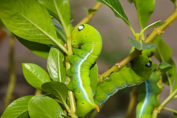 Zamknij zielony robak lub Daphnis neri robak na drzewie kij w na — Zdjęcie stockowe