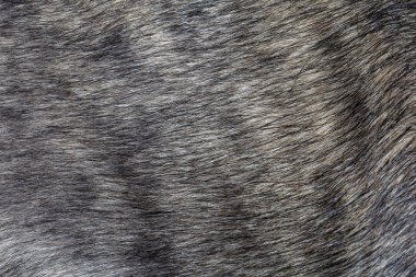 Close up gray dog skin for animal pattern and background