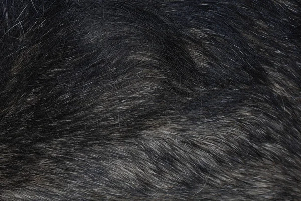 Cerrar la piel de perro gris para el patrón animal y el fondo —  Fotos de Stock