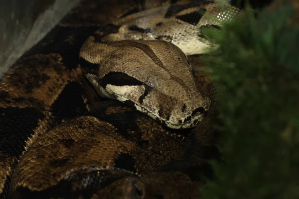 Close up head boa constrictor snake — 스톡 사진