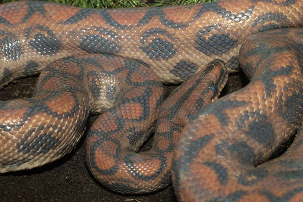 Brasileiro arco-íris boa serpente no jardim na Tailândia — Fotografia de Stock