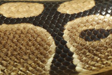 Deriyi kapat Piton yılanı derisi 