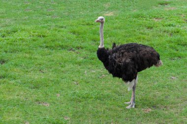 yakın devekuşu ayağa kalkmak ve tayland bahçesinde uyku