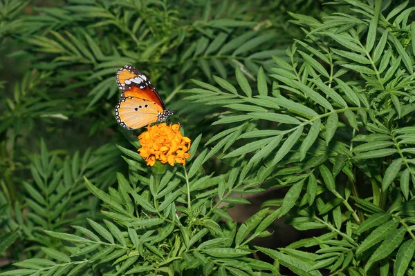 Piękny motyl na kwiatach w ogrodzie w Tajlandii — Zdjęcie stockowe