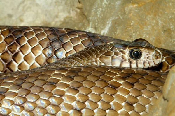 Close up head rat snake on floor at thailand