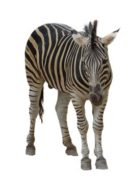 Beyaz arka plandaki Burchell zebrasının yolu var.