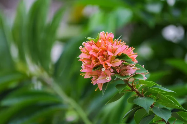 Nahaufnahme Rosa Bougainvillea Blüten Der Natur Thailand — Stockfoto