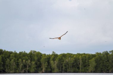 Kızıl Kartal Tayland 'da gökyüzünde uçar