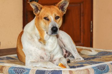 Tayland köpeği beyaz ve kahverengi Tayland 'da battaniyenin üzerinde dinleniyor.