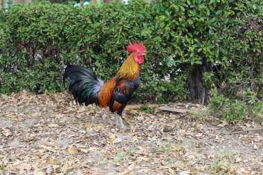 Tayland 'daki bahçe doğa çiftliğinde dövüşen horoz.