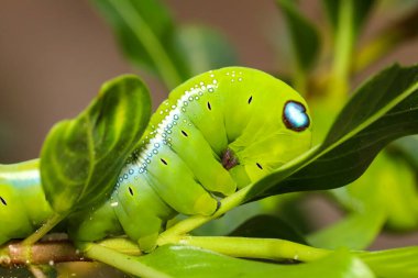 Yeşil solucanı kapat ya da doğadaki ağaç dalına solucanı yerleştir.