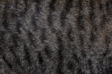 Kedi deseni ve arkaplan için gri kedi derisini kapat