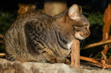 Tayland 'ın doğasının yakınındaki duvardaki gri kedi evini kapat.