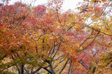 Japonya 'daki Kyoto' da sonbaharda bahçe manzarası.