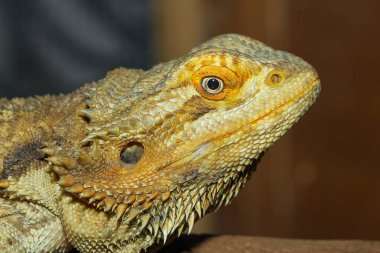 Kapat kafanı Tayland 'da Boynuzlu Kertenkele