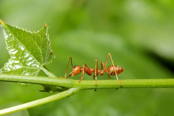 自然界の緑の葉の上に赤いアリを閉じますタイ — ストック写真