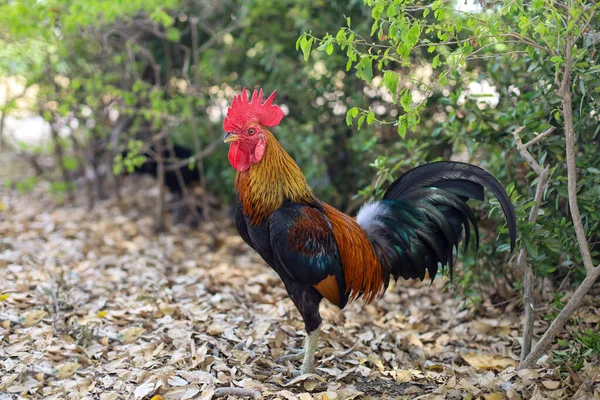 Galo Lutando Jardim Fazenda Natureza Tailândia — Fotografia de Stock