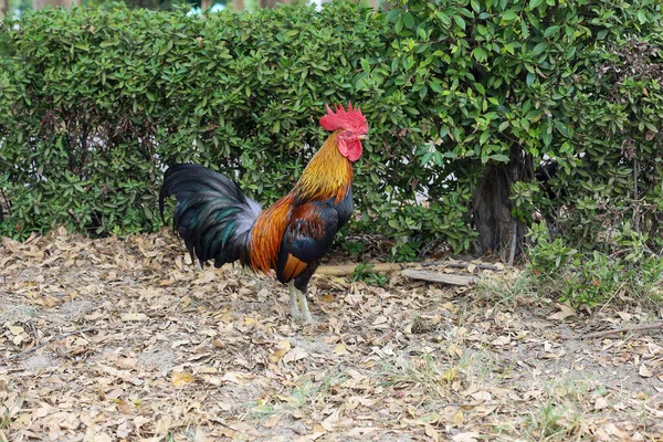 タイの庭の自然農場での戦闘コック — ストック写真