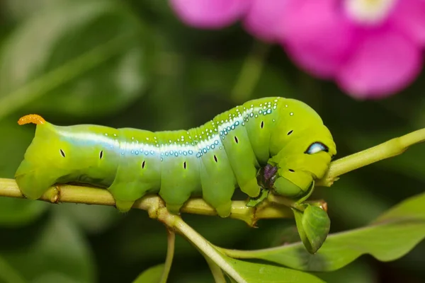 Close Verme Verde Verme Neri Daphnis Árvore Pau Natureza Meio — Fotografia de Stock