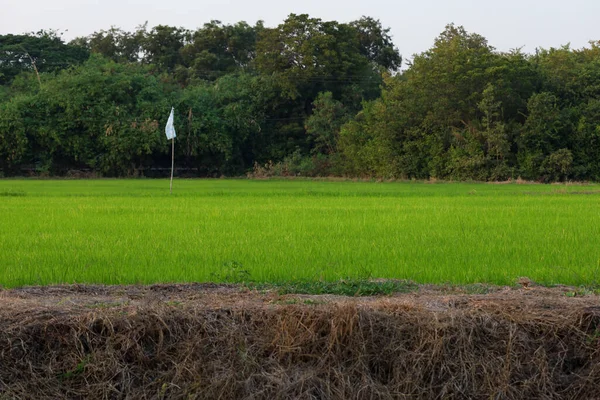 Risfältet Landsbygden Vid Thailand — Stockfoto