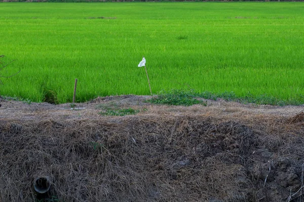 Risfältet Landsbygden Vid Thailand — Stockfoto