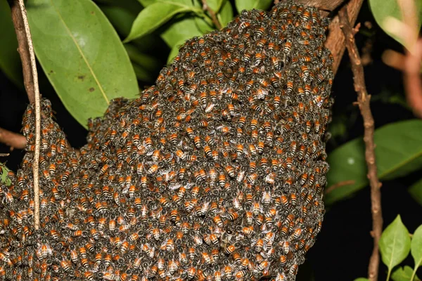 Közelről Csoport Méh Fészek Kertben Thaiföld — Stock Fotó