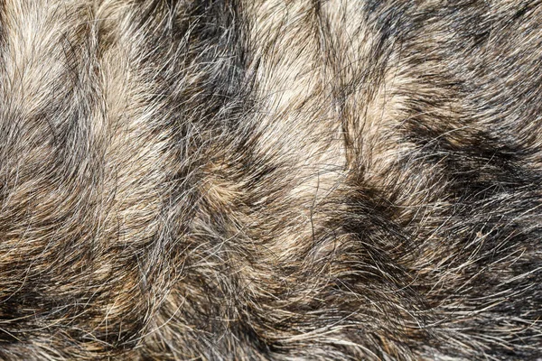 Κοντινό Γκρι Δέρμα Σκύλου Για Μοτίβο Και Φόντο — Φωτογραφία Αρχείου