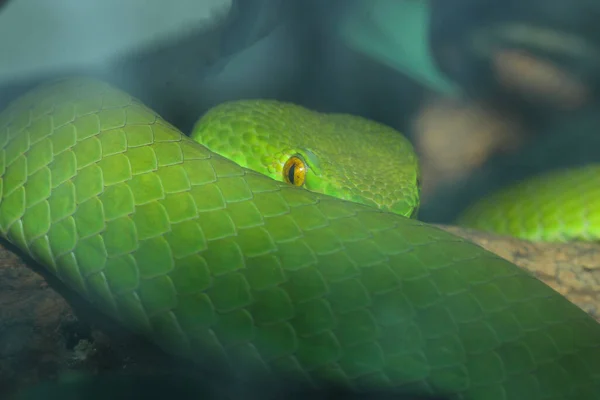 Feche Cobra Víbora Pit Verde Jardim Tailândia — Fotografia de Stock