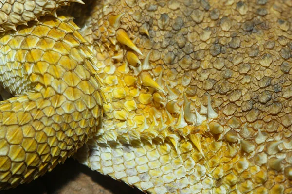 Close Horned Lizard Pele Para Textura Pele Animal — Fotografia de Stock