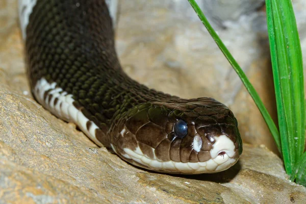 Den Indokinesiska Kobra Ormen Nära Huvudet Trädgården Thailand — Stockfoto