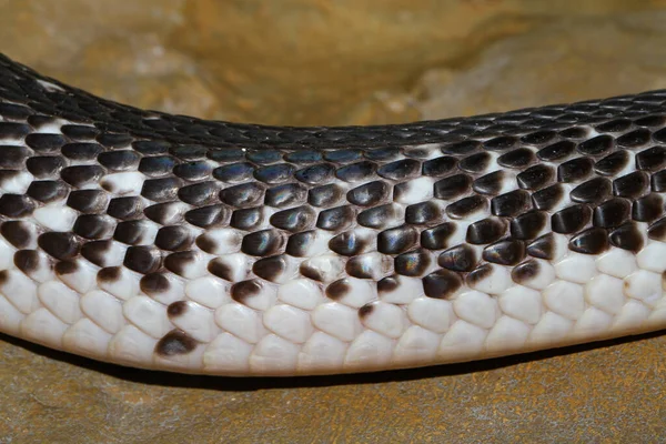 Pelle Serpente Cobra Indocinese Giardino Thailandia — Foto Stock