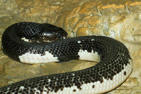 Indočínský Had Kobra Zahradě Thajsku — Stock fotografie