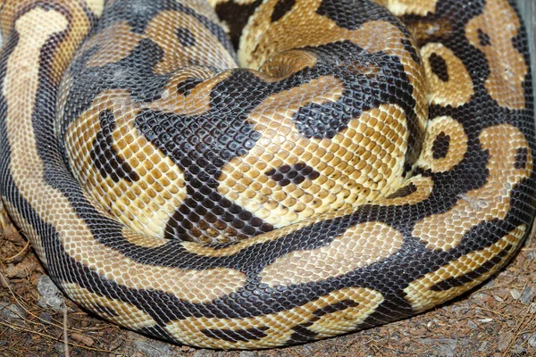 Close Ball Python Snake Skin Texture Pattern — Stock Photo, Image