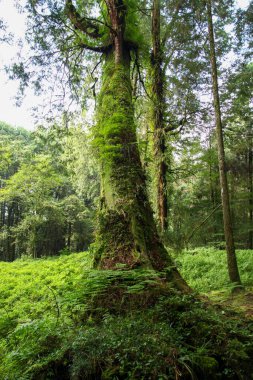 Tayvan 'daki Alishan Milli Parkı' ndaki büyük ağaç
