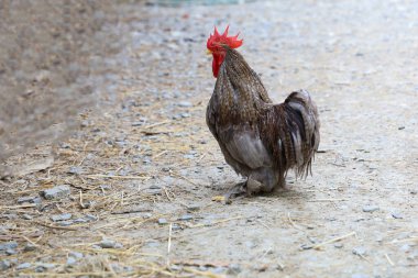 Tayland 'daki çiftlik bahçesindeki Japon erkek bantam.