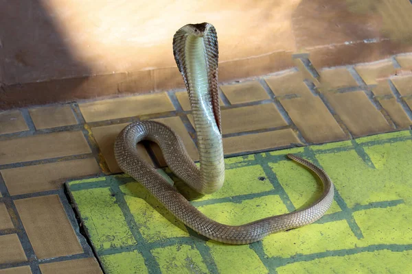 Beau Serpent Cobra Sur Sol Ciment Thaïlande — Photo