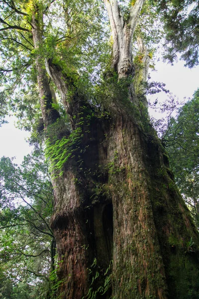 Grand Arbre Dans Parc National Alishan Taiwan — Photo