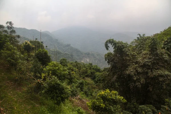 Vista Della Foresta Della Montagna Nel Parco Nazionale Taiwan — Foto Stock