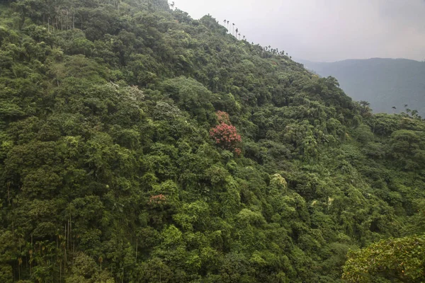 View Forest Mountain National Park Taiwan — Stock Photo, Image