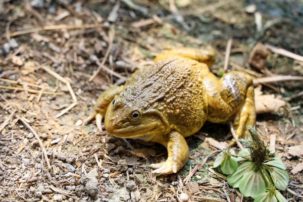 Πράσινος Βάτραχος Στο Πάτωμα Της Ταϊλάνδης — Φωτογραφία Αρχείου