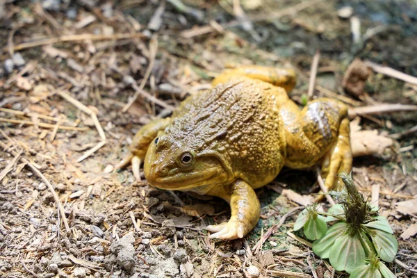 Sapo Verde Chão Tailândia — Fotografia de Stock