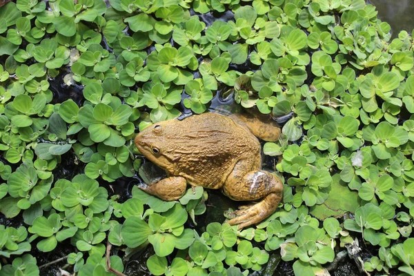 황갈색 개구리가서 — 스톡 사진