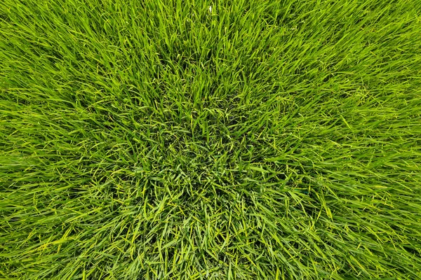 Tayland 'daki yeşil pirinç tarlası.